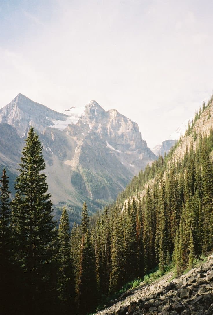 Mountains and a pine forest